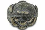 Wide Enrolled Morocops Trilobite - Morocco #310766-1